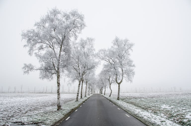 Discover a tranquil winter scene with frosty trees lining a quiet rural road.
